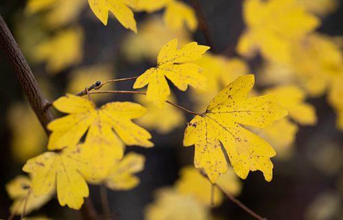 autumn yellow by Franziska Jungen