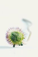 Flower heart