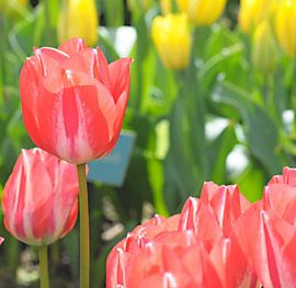 Abandoned von Lisa Pieters