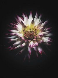 Vintage dahlia