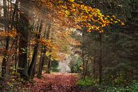 Herbstwald von CSB-PHOTOGRAPHY Miniaturansicht