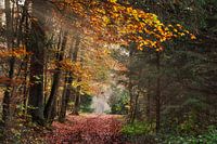 Herbstwald