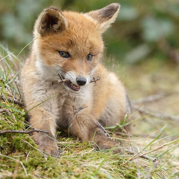 Red fox cub par Menno Schaefer