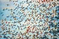 Breath of autumn, swarm of birds by Yanuschka | Fotografie Noordwijk thumbnail