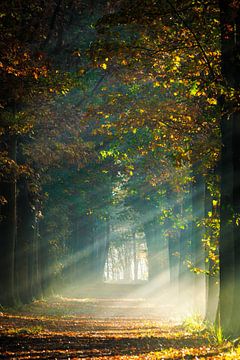 Herfst in het Mastbos, Breda van I Love Breda