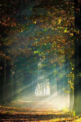 Herfst in het Mastbos, Breda