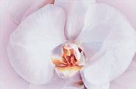 Close-up van een zacht roze orchidee van Studio Mirabelle thumbnail