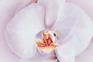Close-up van een zacht roze orchidee
