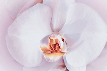 Close-up van een zacht roze orchidee von Studio Mirabelle
