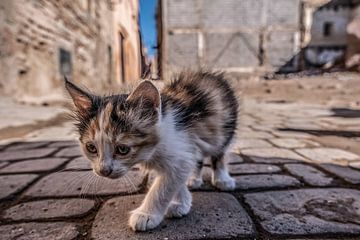 Street cat in Marrakech by Marcel van Berkel
