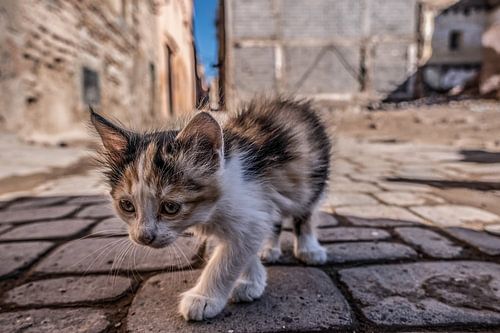 Straßenkatze in Marrakech