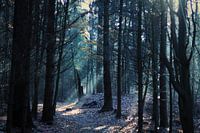 Lichter Wald