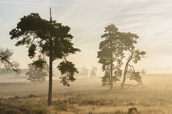 Sonnenaufgang in den Dünen