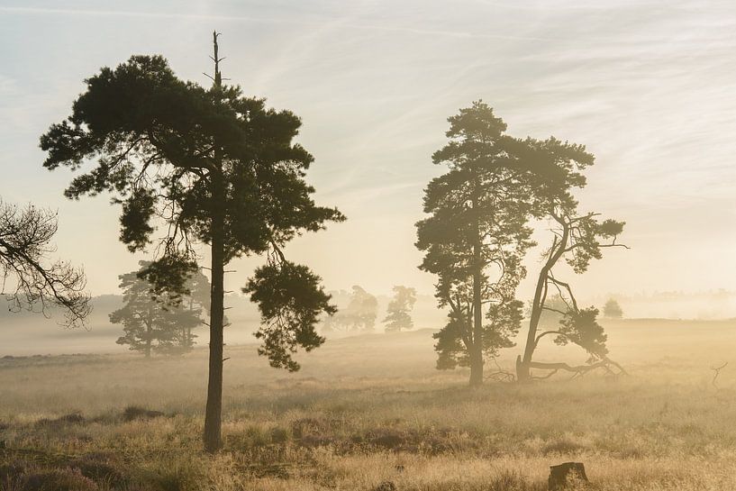 Lever de soleil dans les dunes par Evelien IJpelaar
