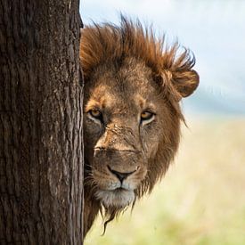 AFRICAN MALE LION van linda ter Braak