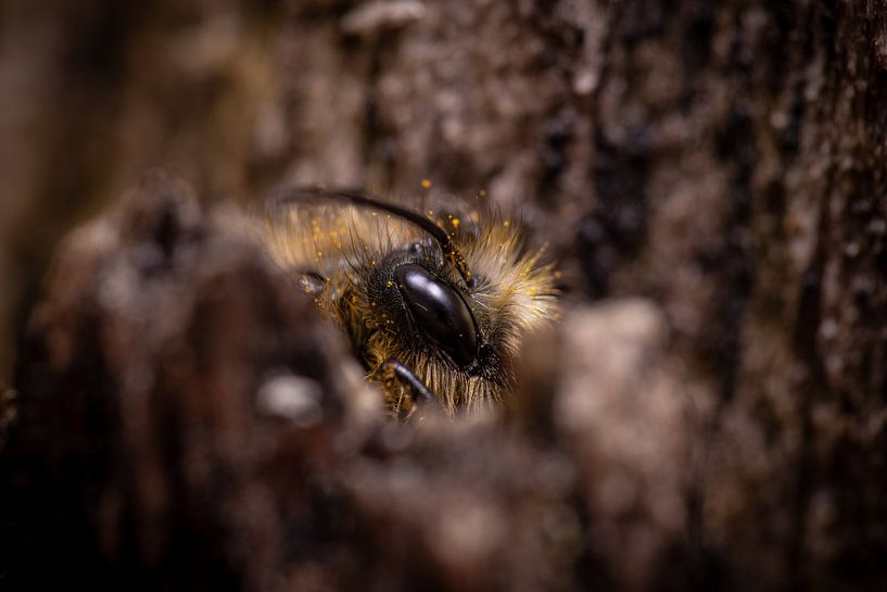 Hide and seek by Antoine Deleij