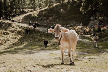 Koe Moosalp Zwitserland van Anneke Vat