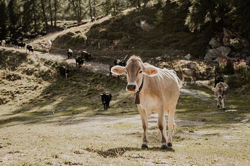 Koe Moosalp Zwitserland