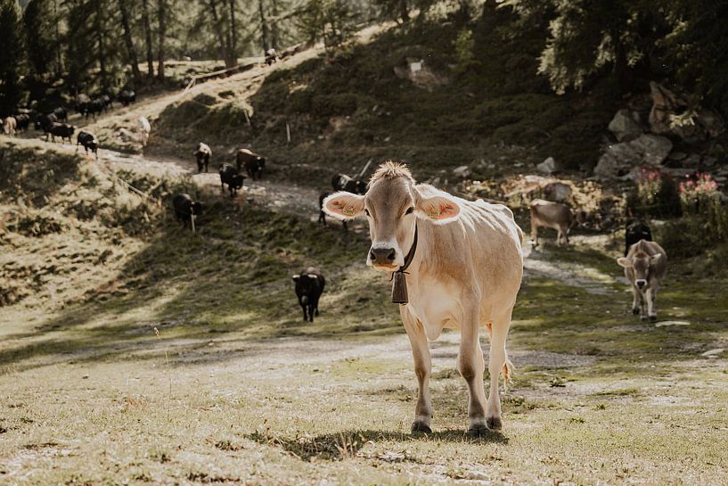 Kuh Moosalp Schweiz von Anneke Vat