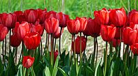 Tulpen - Tulips