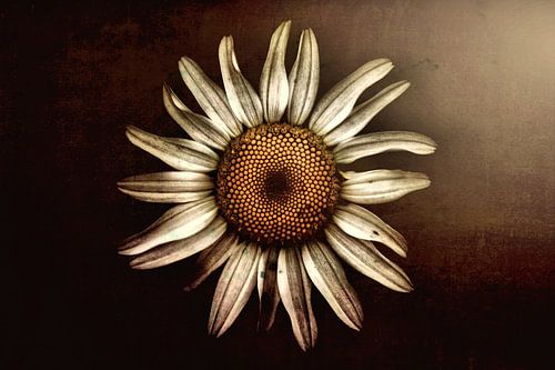 Leucanthemum vulgare