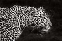 Leopard Nahaufnahme