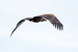 Weißkopfseeadler im Flug von Danny Slijfer Natuurfotografie