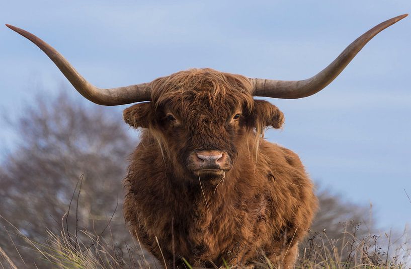 Porträt eines schottischen Hochlandbewohners von Ans Bastiaanssen
