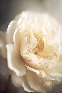 Peony In Soft Light von Treechild