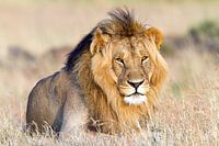 Majestic lion