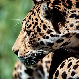 Leopard sur Geert Huberts