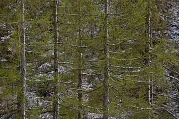 Bomen van Onno Smit