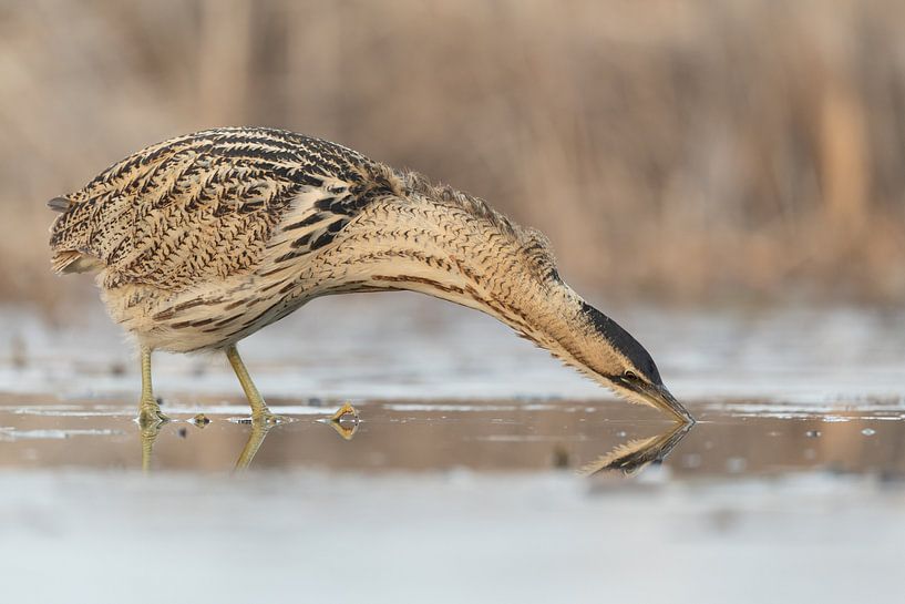 Rohrdommel-Jagd von Sven Scraeyen