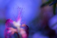 Feuerwerk mit Blumen