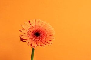 Nature morte Ton Sur Ton avec un gerbera