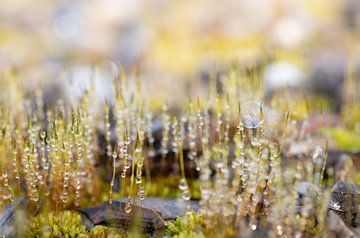 fresh moss blooms in spring by Ulrike Leone