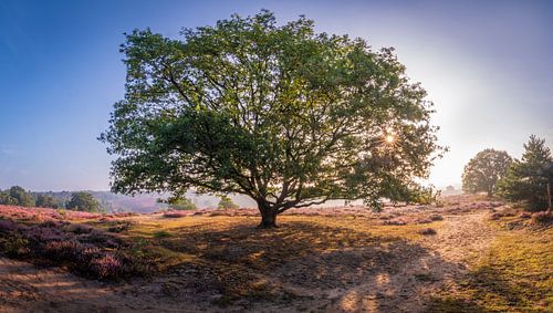 Kühlender Baum auf der Heide