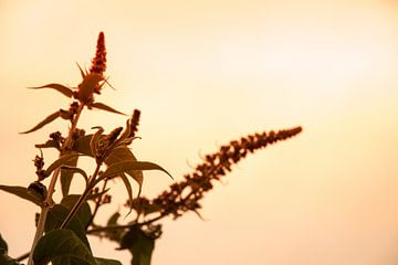 Vlinderstruik in avondzon