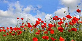 Panorama van klaprozen van Ostsee Bilder