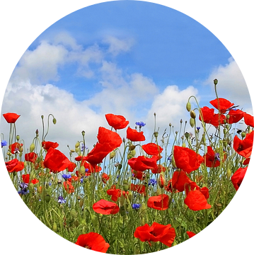 Panorama van klaprozen