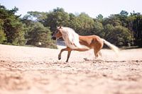 Haflinger in de duinen