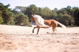 Haflinger in den Dünen von VeraMarjoleine fotografie