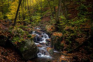 Autumn in the Ardennes von Rob Bout