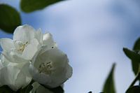 natuur bos