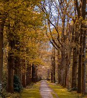 Oneindig pad in de bossen