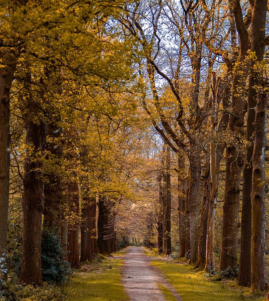 Oneindig pad in de bossen van Antoine Sprangers