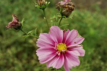 Cosmea, Mexican Aster by Jurjen Melinga