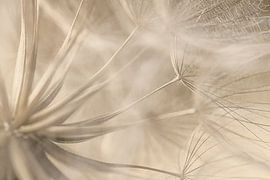 Dreamy country ambience: The inside of a fluff ball by Marjolijn van den Berg