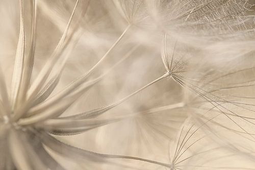 Dromerige landelijke sfeer: De binnenkant van een pluizenbol