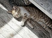 Cats in sunshine IV by Mad Dog Fotografie thumbnail